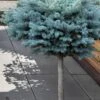 Dwarf Globe Blue Spruce Topiary Tree (Picea Pungens 'Globosa') - 5 Gallon Pot -Cheap Plants Store picea pungens glauca globosa dwarf globe colorad0 blue spruce topiary tree 1
