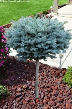 Dwarf Globe Blue Spruce Topiary Tree (Picea Pungens 'Globosa') - 5 Gallon Pot -Cheap Plants Store picea pungens glauca globosa dwarf globe colorado blue spruce topiary tree 2