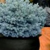 Dwarf Globe Blue Spruce (Picea Pungens 'Globosa') - 2 Gallon Pot -Cheap Plants Store picea pungens globosa dwarf globe blue spruce 1