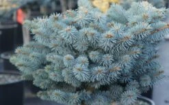 Dwarf Globe Blue Spruce Topiary Tree (Picea Pungens 'Globosa') - 5 Gallon Pot -Cheap Plants Store picea pungens globosa dwarf globe blue spruce 2 1