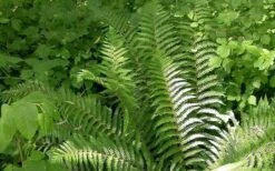 Southern Shield Fern (Dryopteris Ludoviciana) - 1 Gallon Pot -Cheap Plants Store picture 3112 southern shield fern