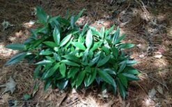 Dwarf Green Aucuba - Japanese Laurel - 3 Gallon Pot -Cheap Plants Store picture aucuba dwarf green shrub 1