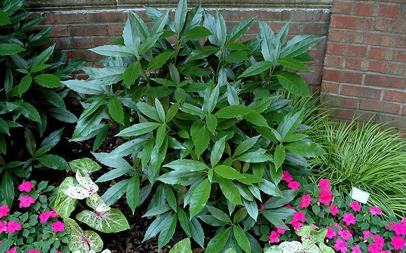 Sawtoothed Aucuba Serratifolia - 1 Gallon Pot 9 Sawtoothed Aucuba Serratifolia - 1 Gallon Pot - Image 7