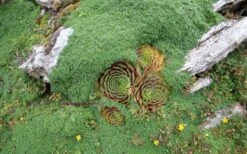 Elfin Creeping Thyme (Thymus Serpyllum 'Elfin') - 5 Pack Of Quart Pots -Cheap Plants Store picture creeping thyme elfin 4 3