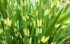 Little Zebra Grass - Miscanthus - 6 Pack Of 1 Gallon Pots -Cheap Plants Store picture miscanthus little zebra 2