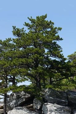 Table Mountain Pine Tree (Pinus Pungens) - 3 Pack Of 1.5 Quart Pots -Cheap Plants Store pinus pungens table mountain pine tree 1