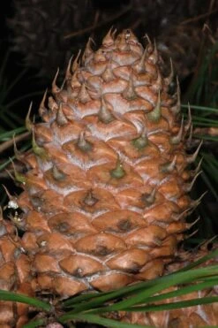 Table Mountain Pine Tree (Pinus Pungens) - 3 Pack Of 1.5 Quart Pots -Cheap Plants Store pinus pungens table mountain pine tree 11