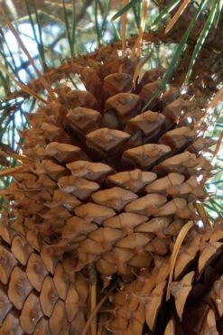 Table Mountain Pine Tree (Pinus Pungens) - 3 Pack Of 1.5 Quart Pots -Cheap Plants Store pinus pungens table mountain pine tree 12