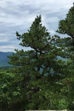 Table Mountain Pine Tree (Pinus Pungens) - 3 Pack Of 1.5 Quart Pots -Cheap Plants Store pinus pungens table mountain pine tree 2