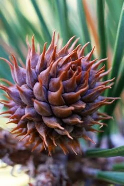 Table Mountain Pine Tree (Pinus Pungens) - 3 Pack Of 1.5 Quart Pots -Cheap Plants Store pinus pungens table mountain pine tree 7