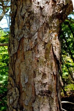 Table Mountain Pine Tree (Pinus Pungens) - 3 Pack Of 1.5 Quart Pots -Cheap Plants Store pinus pungens table mountain pine tree 9