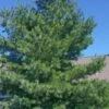 Eastern White Pine (Pinus Strobus) - 1 Gallon Pot -Cheap Plants Store pinus strobus eastern white pine 1
