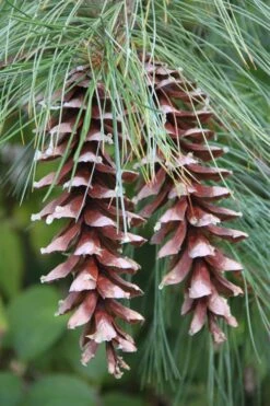 Eastern White Pine (Pinus Strobus) - 1 Gallon Pot -Cheap Plants Store pinus strobus eastern white pine 3