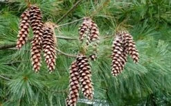 Eastern White Pine (Pinus Strobus) - 1 Gallon Pot -Cheap Plants Store pinus strobus eastern white pine 4