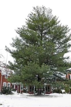 Eastern White Pine (Pinus Strobus) - 1 Gallon Pot -Cheap Plants Store pinus strobus eastern white pine 5