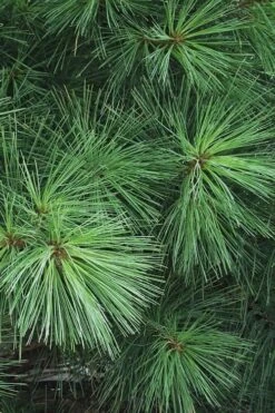 Eastern White Pine (Pinus Strobus) - 1 Gallon Pot -Cheap Plants Store pinus strobus eastern white pine 7