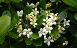 Green Pittosporum (Japanese Mock Orange) - 3 Gallon Pot -Cheap Plants Store pittosporum20green203