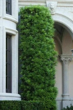 Podocarpus Macrophyllus Upright Yew - 7 Gallon Pot (3-4') 14 Podocarpus Macrophyllus Upright Yew - 7 Gallon Pot (3-4') -Cheap Plants Store podocarpus macrophyllus upright yew 104 1