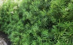 Podocarpus Macrophyllus Upright Yew - 7 Gallon Pot (4-5') -Cheap Plants Store podocarpus macrophyllus upright yew 105