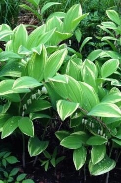Variegated Solomons Seal (Polygonatum Falcatum 'Variegatum') - 1 Gallon Pot -Cheap Plants Store polygonatum falcatum variegatum solomons seal 11