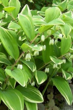 Variegated Solomons Seal (Polygonatum Falcatum 'Variegatum') - 1 Gallon Pot -Cheap Plants Store polygonatum falcatum variegatum solomons seal 12