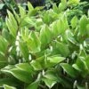 Variegated Solomons Seal (Polygonatum Falcatum 'Variegatum') - 1 Gallon Pot -Cheap Plants Store polygonatum falcatum variegatum solomons seal 13