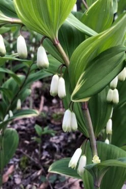Variegated Solomons Seal (Polygonatum Falcatum 'Variegatum') - 1 Gallon Pot -Cheap Plants Store polygonatum falcatum variegatum solomons seal 4