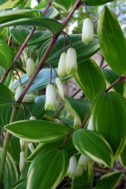 Variegated Solomons Seal (Polygonatum Falcatum 'Variegatum') - 1 Gallon Pot -Cheap Plants Store polygonatum falcatum variegatum solomons seal 5