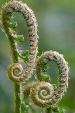 Western Sword Fern (Polystichum Munitum) - 1 Gallon Pot -Cheap Plants Store polystichum munitum western sword fern 2