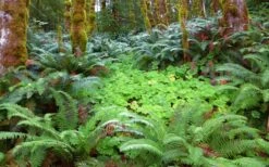 Western Sword Fern (Polystichum Munitum) - 1 Gallon Pot -Cheap Plants Store polystichum munitum western sword fern 20