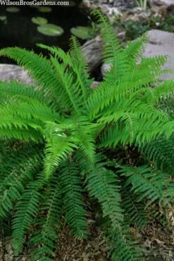 Western Sword Fern (Polystichum Munitum) - 1 Gallon Pot -Cheap Plants Store polystichum munitum western sword fern 4