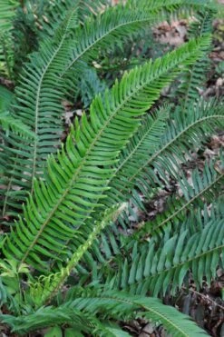 Western Sword Fern (Polystichum Munitum) - 1 Gallon Pot -Cheap Plants Store polystichum munitum western sword fern 5