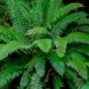 Western Sword Fern (Polystichum Munitum) - 1 Gallon Pot -Cheap Plants Store polystichum munitum western sword fern 7