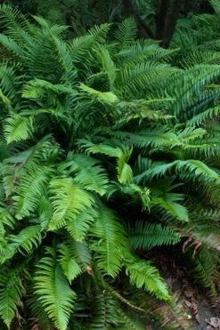 Western Sword Fern (Polystichum Munitum) - 1 Gallon Pot -Cheap Plants Store polystichum munitum western sword fern 8