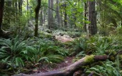 Western Sword Fern (Polystichum Munitum) - 1 Gallon Pot -Cheap Plants Store polystichum munitum western sword fern 9