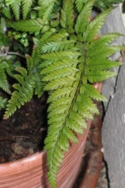 Korean Rock Fern - 6 Pack Of 1 Gallon Pots -Cheap Plants Store polystichum tsus simense korean rock fern 1