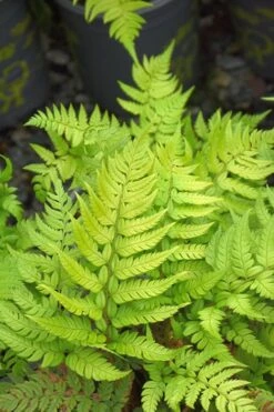 Korean Rock Fern - 6 Pack Of 1 Gallon Pots -Cheap Plants Store polystichum tsus simense korean rock fern 4