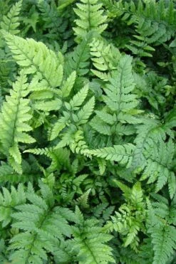 Korean Rock Fern - 6 Pack Of 1 Gallon Pots -Cheap Plants Store polystichum tsus simense korean rock fern 5