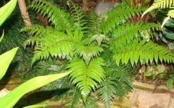 Korean Rock Fern - 1 Gallon Pot -Cheap Plants Store polystichum tsus simense korean rock fern 6 1