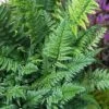 Korean Rock Fern - 1 Gallon Pot 2 Korean Rock Fern - 1 Gallon Pot -Cheap Plants Store polystichum tsus simense korean rock fern 8 1
