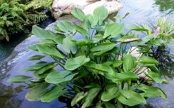 Heartleaf Purple Pickerel Weed (Pontaderia Cordata) - 8 Pack Of 1 Gallon Pot -Cheap Plants Store pontederia cordata pickerel weed 3 1