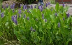 Heartleaf Purple Pickerel Weed (Pontaderia Cordata) - 6 Pack Of 1 Gallon Pot -Cheap Plants Store pontederia cordata pickerel weed 4 2