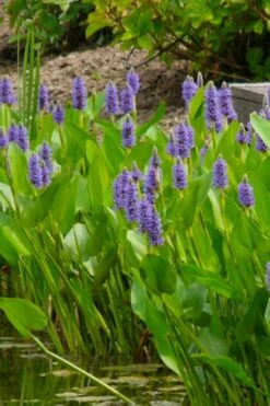 Heartleaf Purple Pickerel Weed (Pontaderia Cordata) - 6 Pack Of 1 Gallon Pot -Cheap Plants Store pontederia cordata pickerel weed 5 2