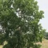 Eastern Cottonwood Tree (Populus Deltoides) - 1 Gallon Pot