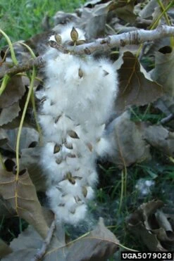 Eastern Cottonwood Tree (Populus Deltoides) - 1 Gallon Pot -Cheap Plants Store populus deltoides eastern cottonwood tree 10