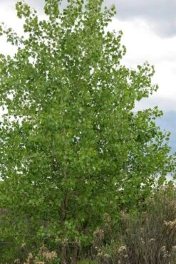 Eastern Cottonwood Tree (Populus Deltoides) - 1 Gallon Pot -Cheap Plants Store populus deltoides eastern cottonwood tree 2
