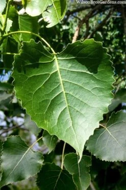 Eastern Cottonwood Tree (Populus Deltoides) - 1 Gallon Pot -Cheap Plants Store populus deltoides eastern cottonwood tree 3