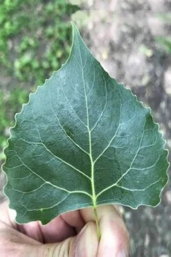 Eastern Cottonwood Tree (Populus Deltoides) - 1 Gallon Pot -Cheap Plants Store populus deltoides eastern cottonwood tree 4