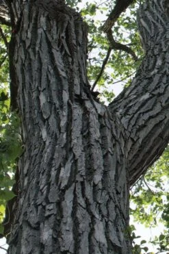 Eastern Cottonwood Tree (Populus Deltoides) - 1 Gallon Pot -Cheap Plants Store populus deltoides eastern cottonwood tree 5