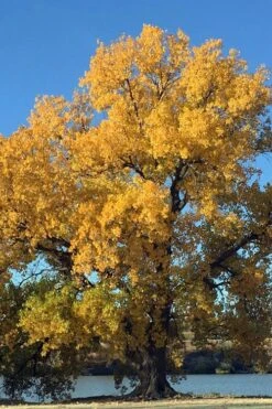 Eastern Cottonwood Tree (Populus Deltoides) - 1 Gallon Pot -Cheap Plants Store populus deltoides eastern cottonwood tree 6